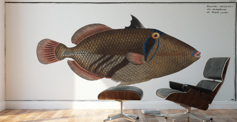 Balstes aculeatus Wall Murals