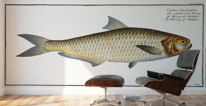 Herring of Malabar Clupea malabarica Wall Murals