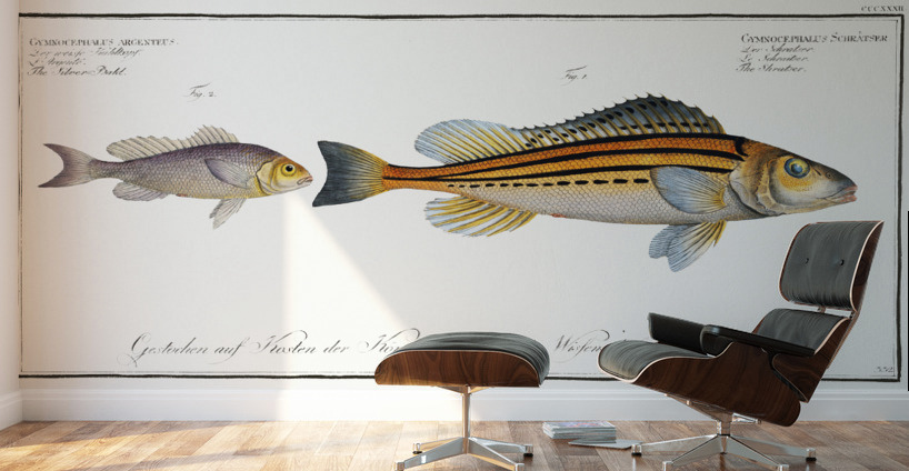 1. Schratser Gymnocephalus Schratser 2. Siver-Bald Gymnocephalus argenteus Wall Murals