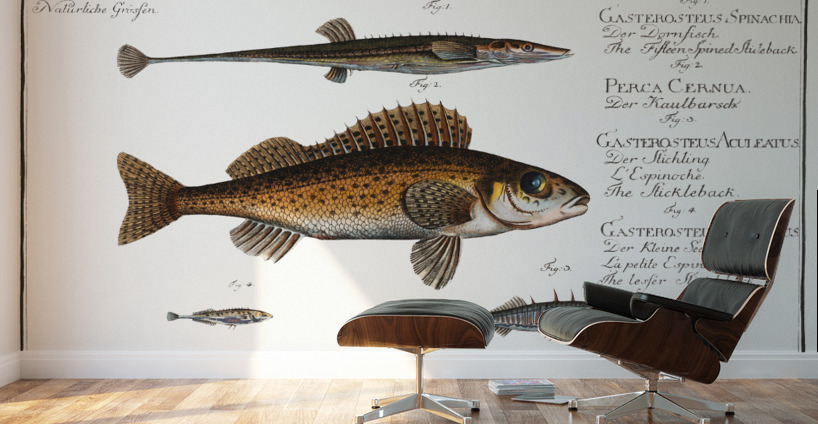1. Fifteen-Spined Stickleback Gasterosteus Spinachia 2. Ruffe Perca Cernua 3. Stickleback Gasterosteus Aculeatus 4. lesser Stickleback Gasterosteus Pungitius Wall Murals