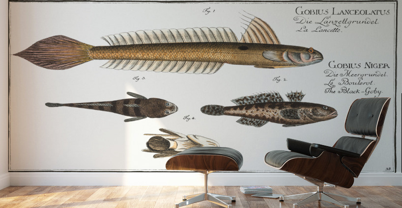 1. 4. Lancet-Goby Gobius Lanceolatus 2. 3. Black Goby Gobius Niger Wall Murals