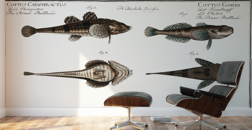 1. 2. River Bullhead Cottus Gobio 3. 4. Armed Bullhead Cottus Cataphractus Wall Murals