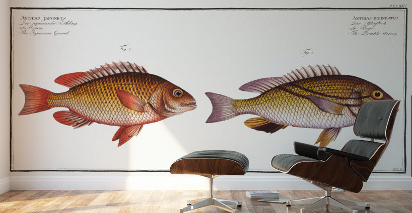 1. Double string Anthias bilineatus 2. Japanese Grunt Anthias japonicus Wall Murals