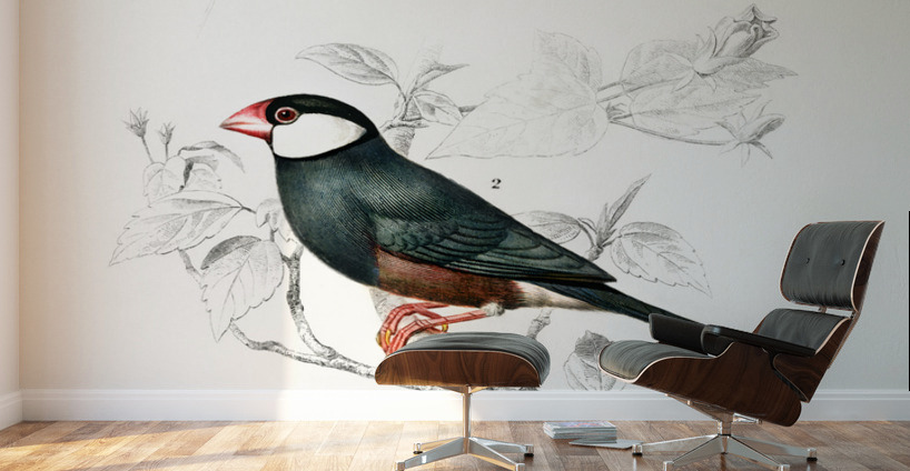 Red-cheeked Cordonbleu Uraeginthus Bengalus and Java Sparrow Lonchura Oryzivora Wall Murals