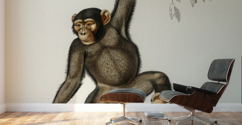Vintage monkey poster Wall Murals
