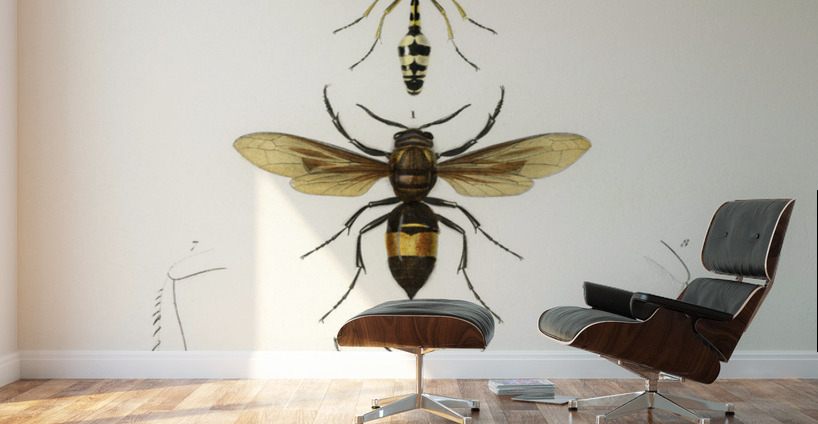 Different types of wasps Wall Murals