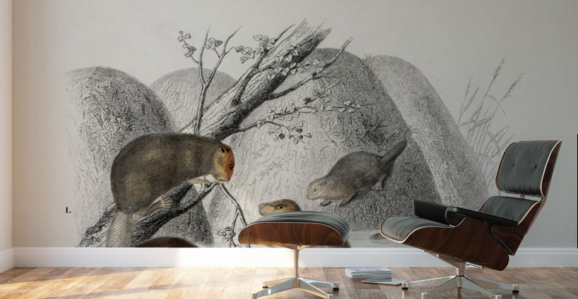 Beaver Castor and Jerboa Dipus Wall Murals