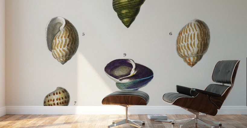 Different types of mollusks Wall Murals