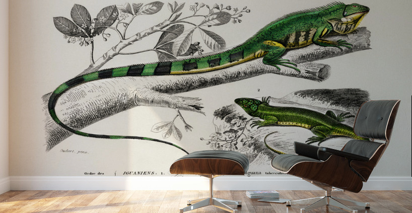 Different types of mollusks Wall Murals