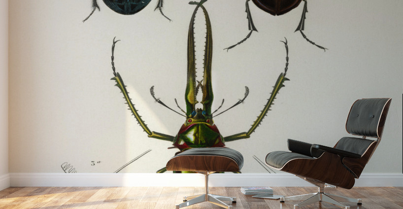 Different types of beetles Wall Murals