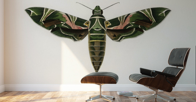 Different types of moths Wall Murals