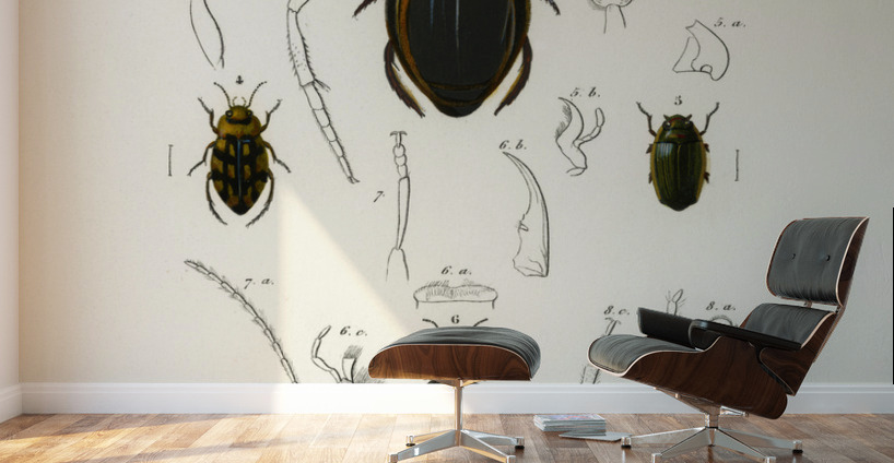 Different types of beetles Wall Murals