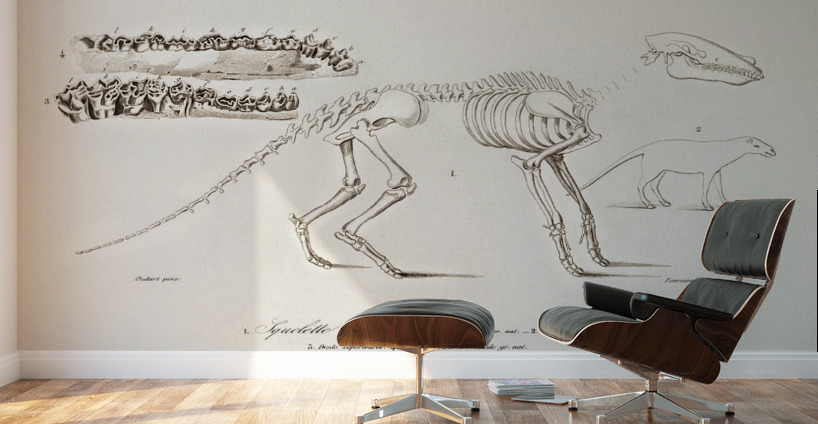 Ungulate Anoplotherium Wall Murals