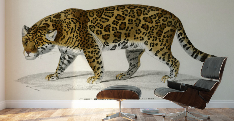 Jaguar Panthera Onca Wall Murals