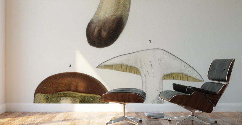 Mushroom Boletus circinans Wall Murals