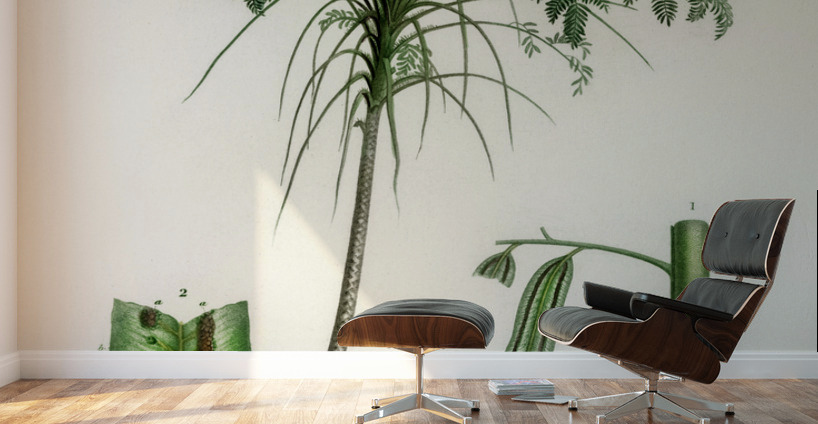 Trichipteris excelsa Wall Murals