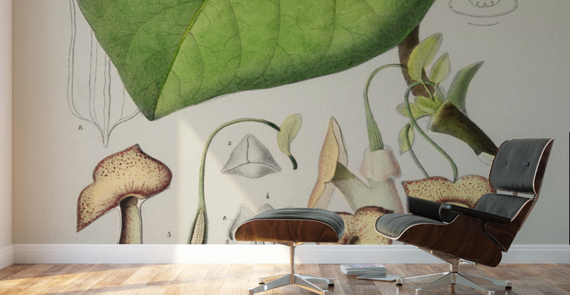 Pipevine Wall Murals