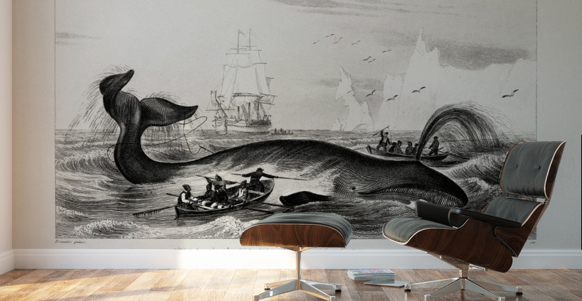 Balaena mysticetus Bowhead whale Wall Murals