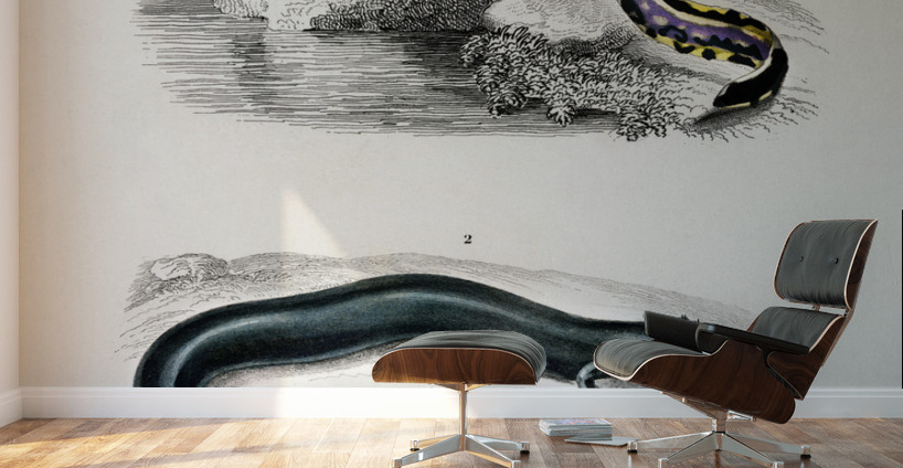 Mudpuppy Menabranchus lateralis and Greater siren Siren lacertina Wall Murals