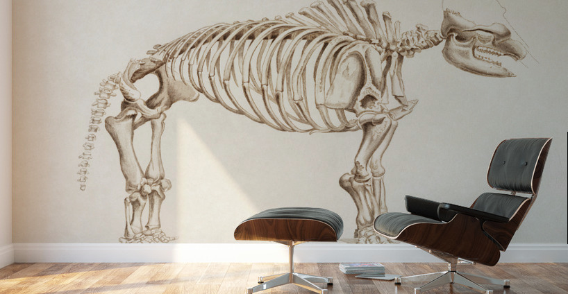 Mudpuppy Menabranchus lateralis and Greater siren Siren lacertina Wall Murals