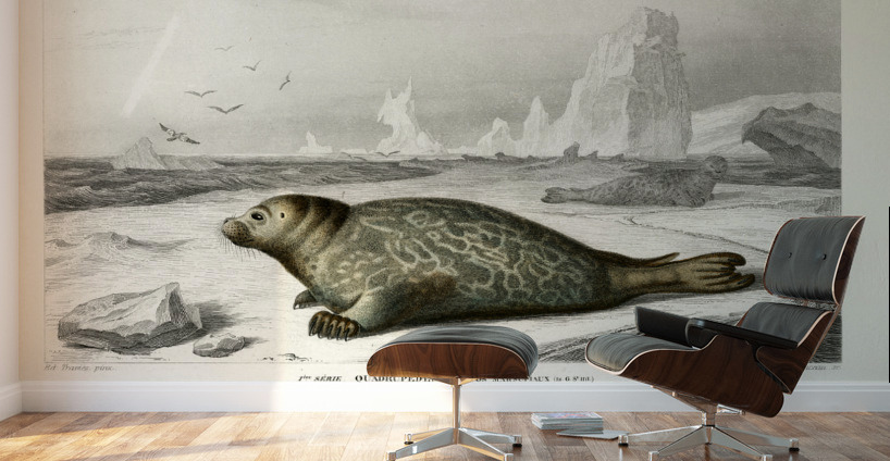Phoca Wall Murals