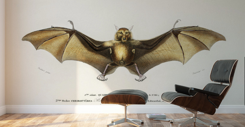 Bat Roufsette Wall Murals