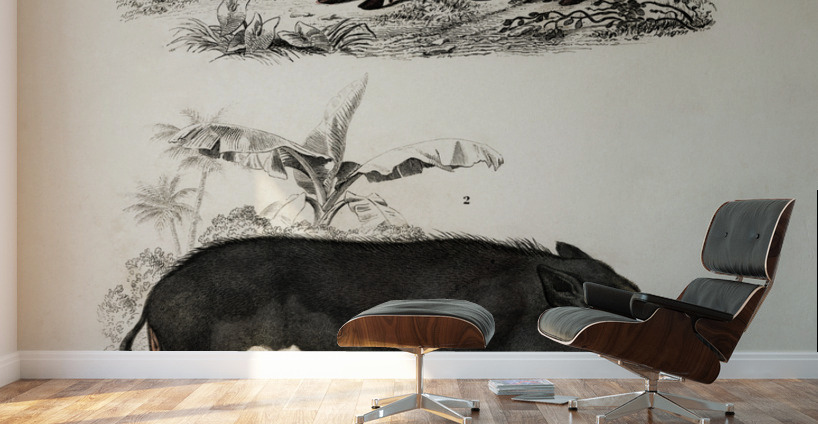 Pecari and Sus scropha Wall Murals