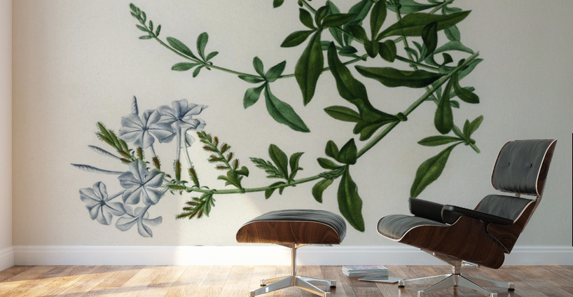 Plumbago Capensis Wall Murals