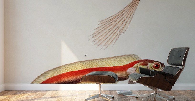 Different types of fishes Wall Murals