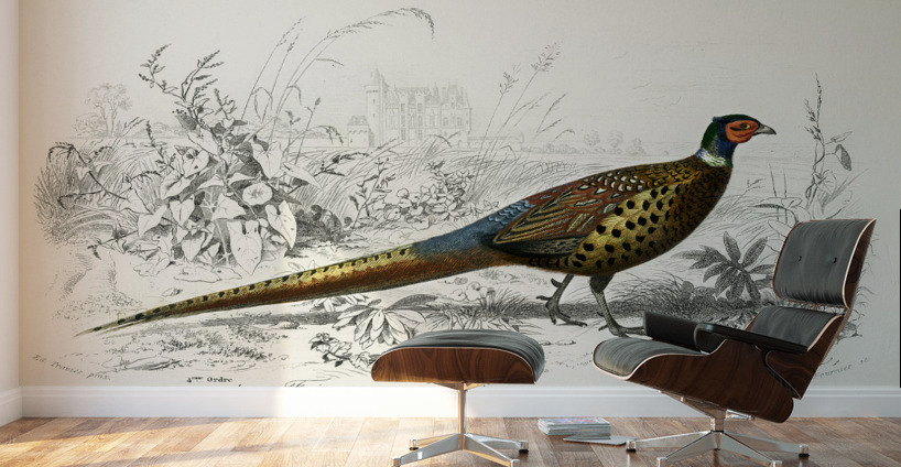 Ring-neckrd pheasant Phasianus colchicus Wall Murals