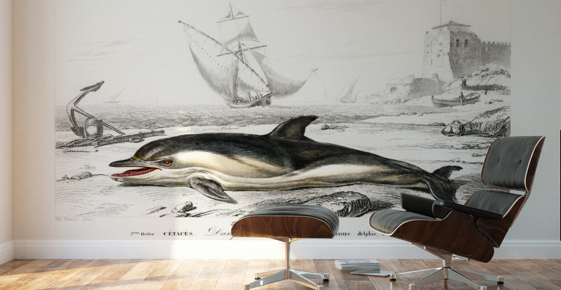 Delphinus delphis Wall Murals