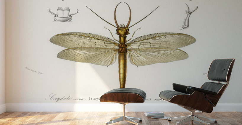 Eastern dobsonfly Corydalus cornutus Wall Murals