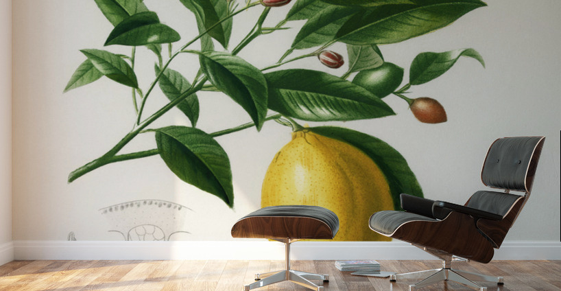 Lemon Citrus Limonium Wall Murals