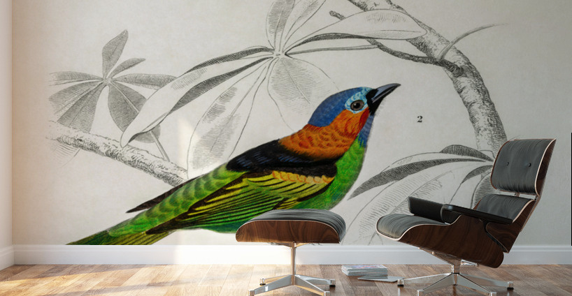 Different types of birds Wall Murals