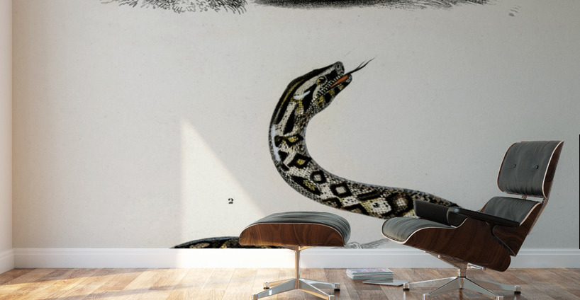 Eryx and the Red-tailed boa Wall Murals