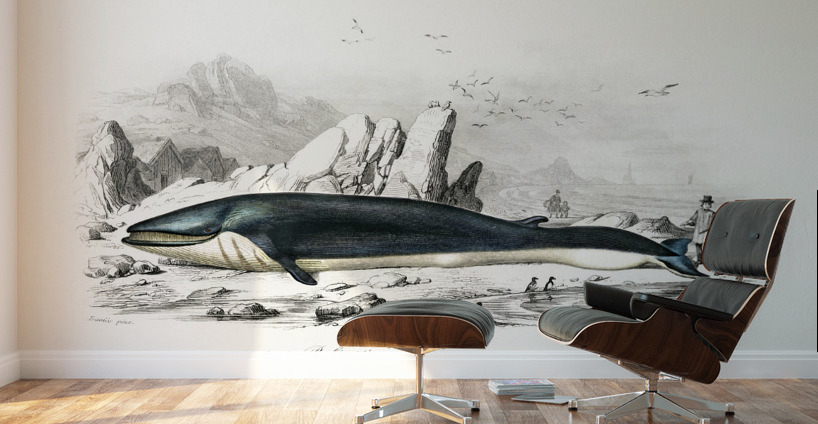 Balaenoptera rorqual Wall Murals