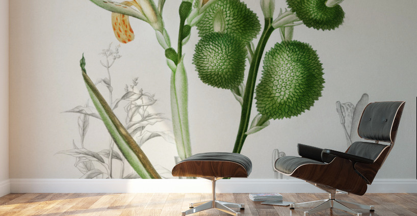 Anna speciosa Wall Murals