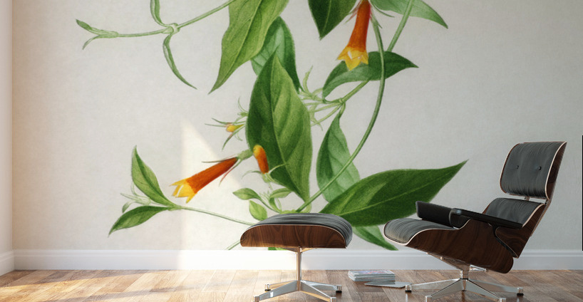 Strobilanthes sabiniana Wall Murals