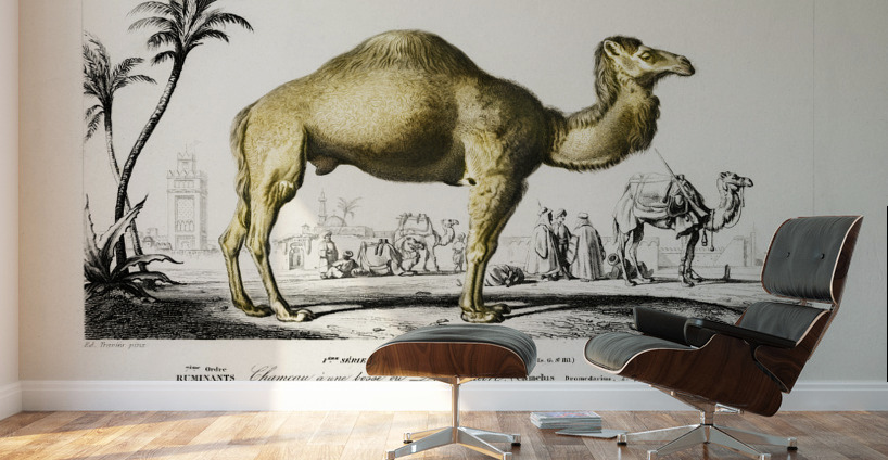 Camel Camelus Wall Murals