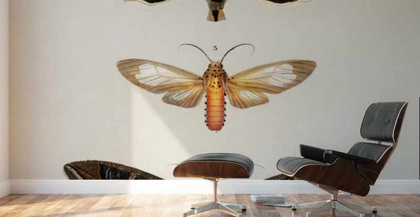 Different types of moths Wall Murals