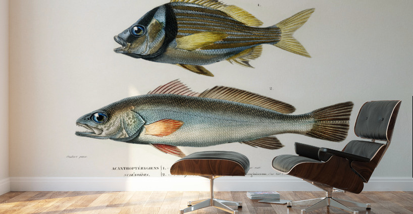 Porkfish Pristipoma virginianum and Shade-fish Sciaena aquila Wall Murals