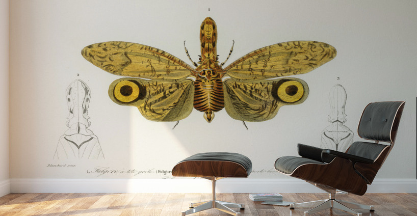 Different types of birds Wall Murals