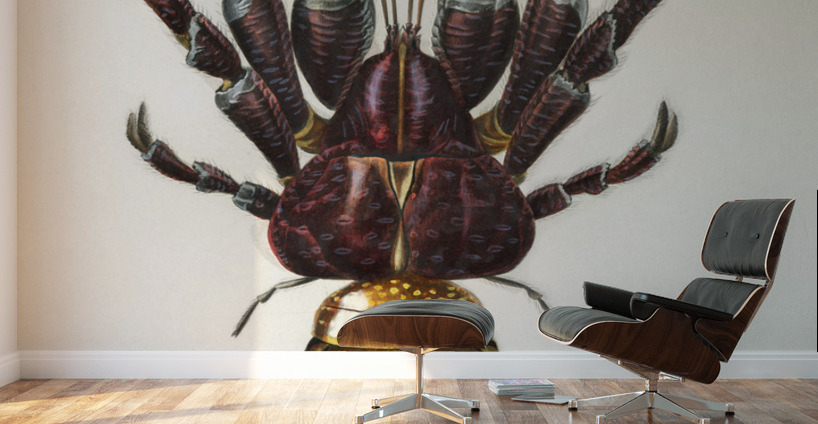 Coconut Crab Birgus latroi Wall Murals