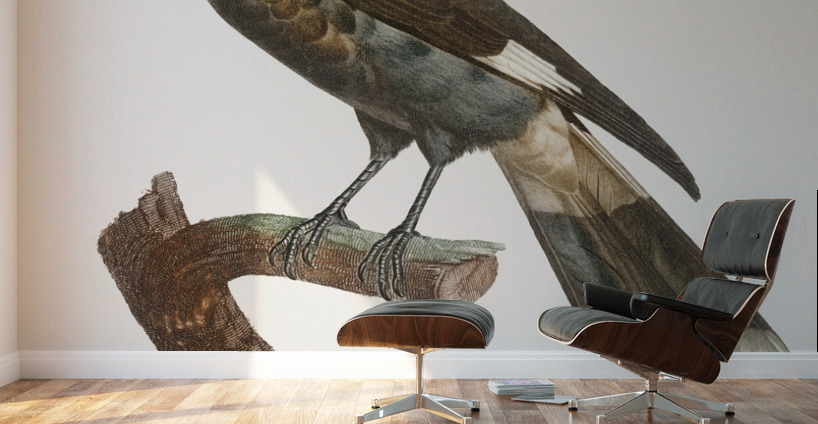 Curl-crested Manucode  Wall Murals