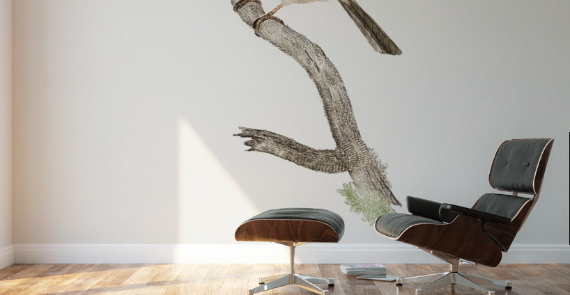 Black-collared barbet  Wall Murals