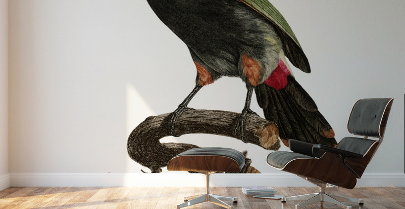 Black-necked Aracari  Wall Murals