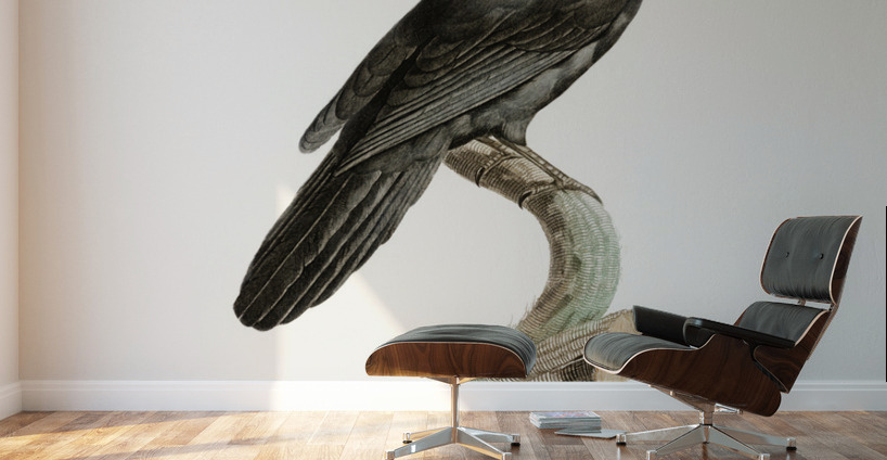 Black Jay with White Colla Wall Murals