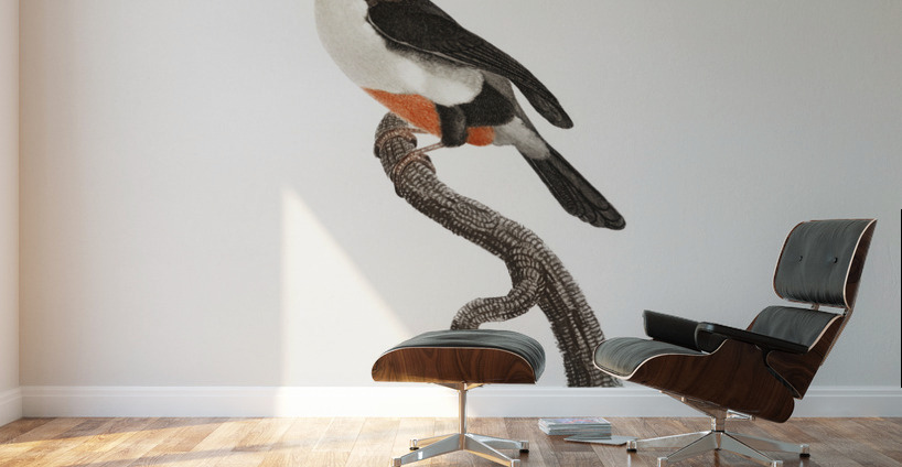 Little barbet  Wall Murals