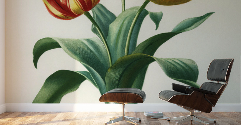 Didier&39s tulip Tulipa gesneriana Wall Murals