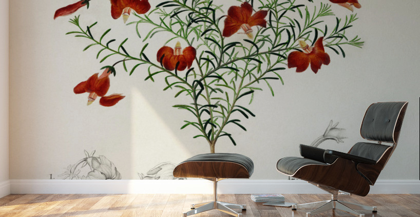 Red leschenaultia Lechenaultia formosa Wall Murals